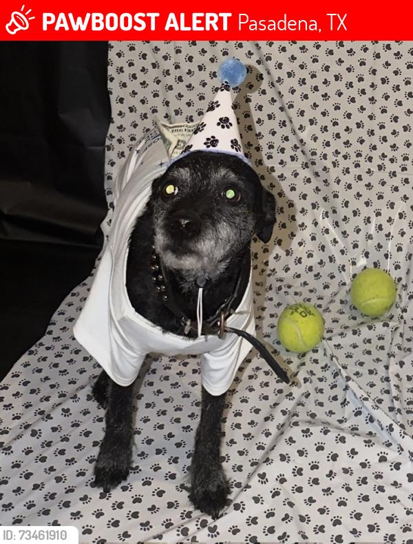 Lost Male Dog last seen South St and Tanglebarair, Pasadena, TX 77503