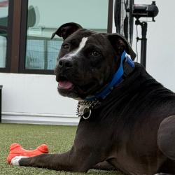 Shelter Stray Male Dog last seen , 3607 N Armenia Ave, Tampa, FL 33607, USA