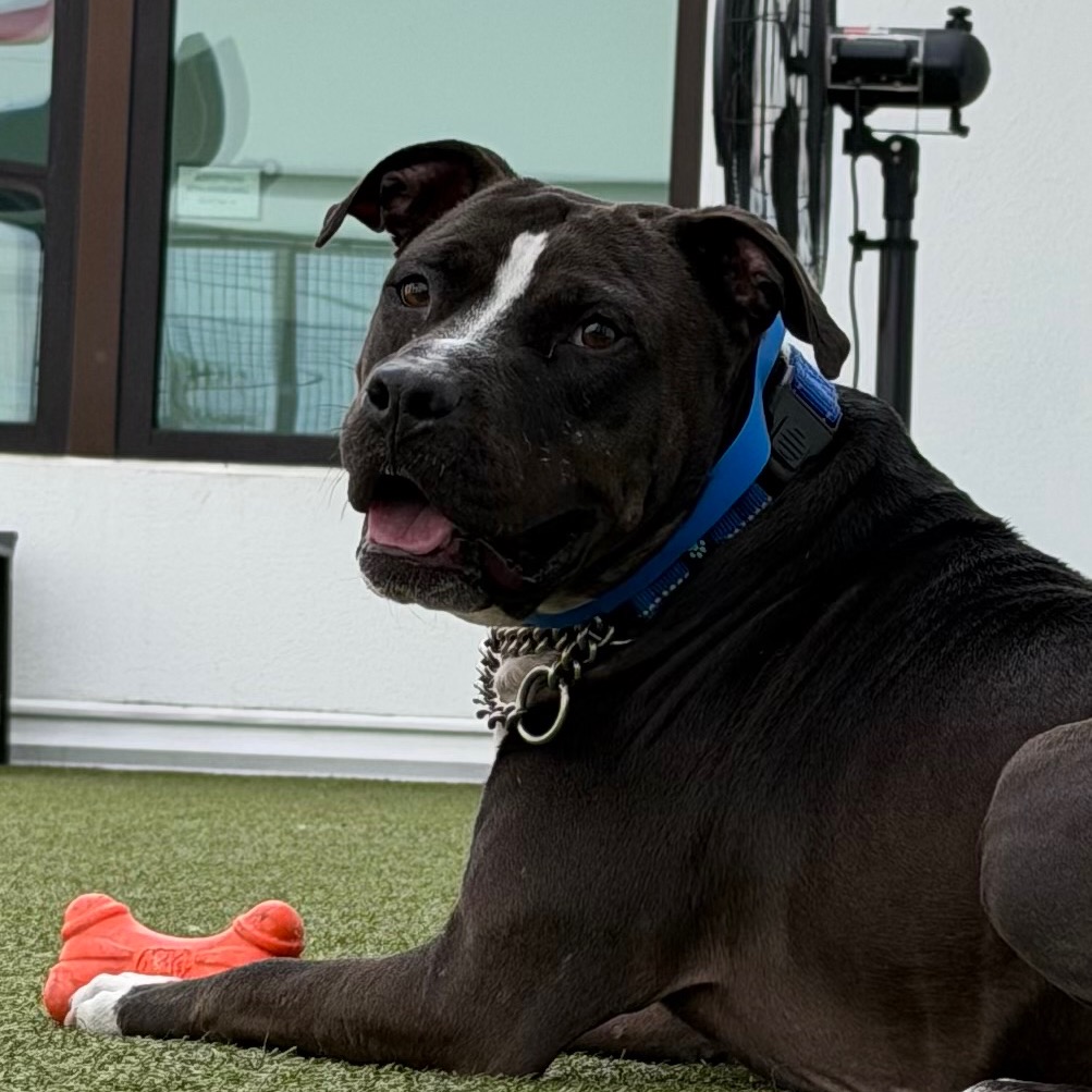 Shelter Stray Male Dog last seen , 3607 N Armenia Ave, Tampa, FL 33607, USA