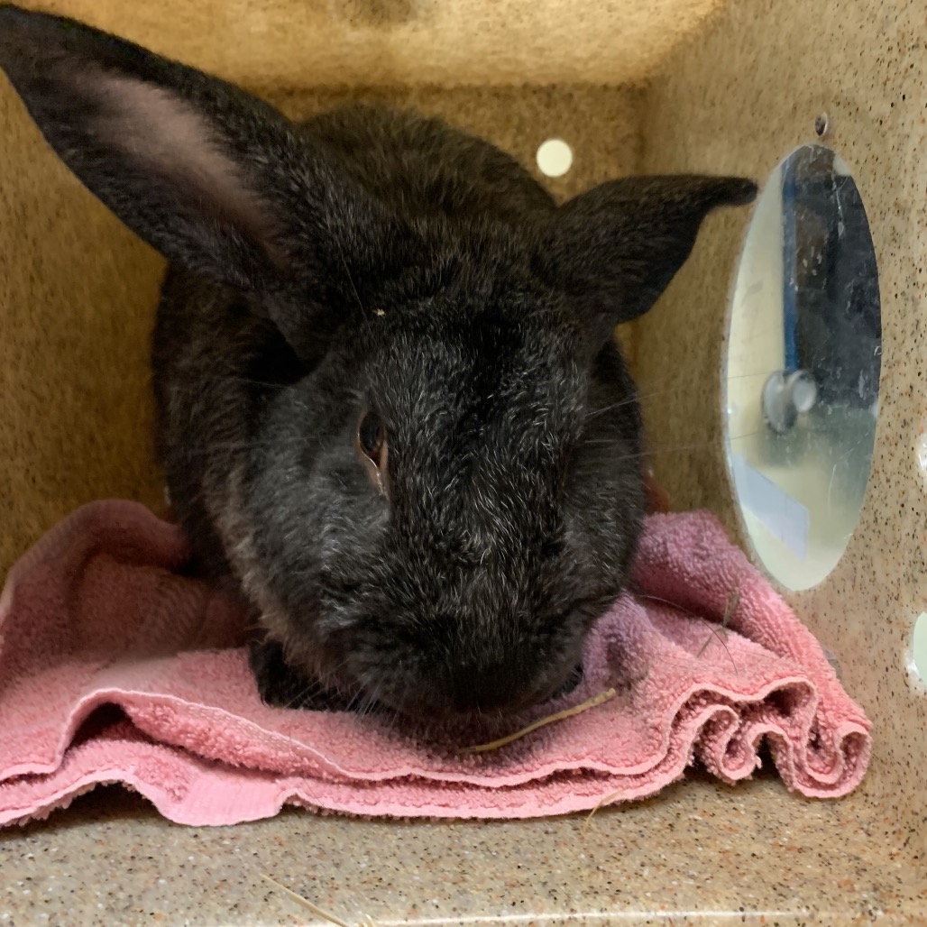 Shelter Stray Male Rabbit last seen , 361 S Raymond Ave, Pasadena, CA 91105, USA