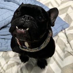 Shelter Stray Female Dog last seen , Animal Care & Control Team of Philly, 111 W Hunting Park Ave, Philadelphia, PA 19140, USA
