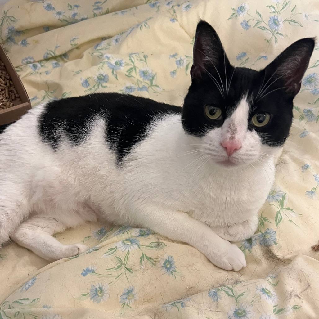 Shelter Stray Male Cat last seen , Animal Care & Control Team of Philly, 111 W Hunting Park Ave, Philadelphia, PA 19140, USA