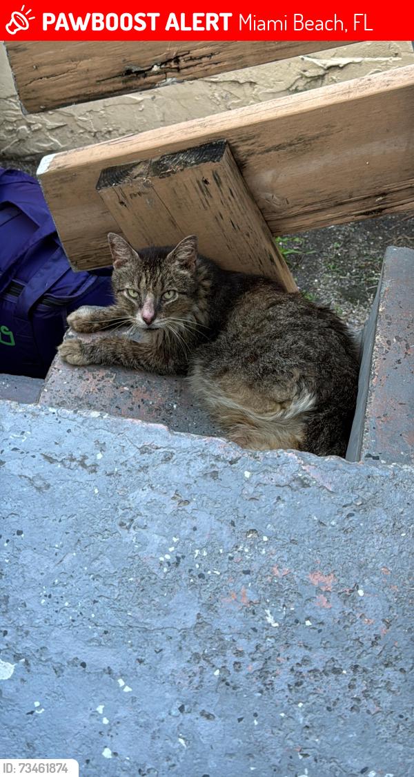 Lost Male Cat last seen Miami Beach 750 81 Street apto 1 33141, Miami Beach, FL 33141