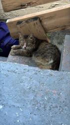 Lost Male Cat last seen Miami Beach 750 81 Street apto 1 33141, Miami Beach, FL 33141