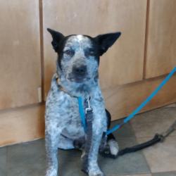 Shelter Stray Male Dog last seen , 4500 N Access Rd, Chattanooga, TN 37415, USA
