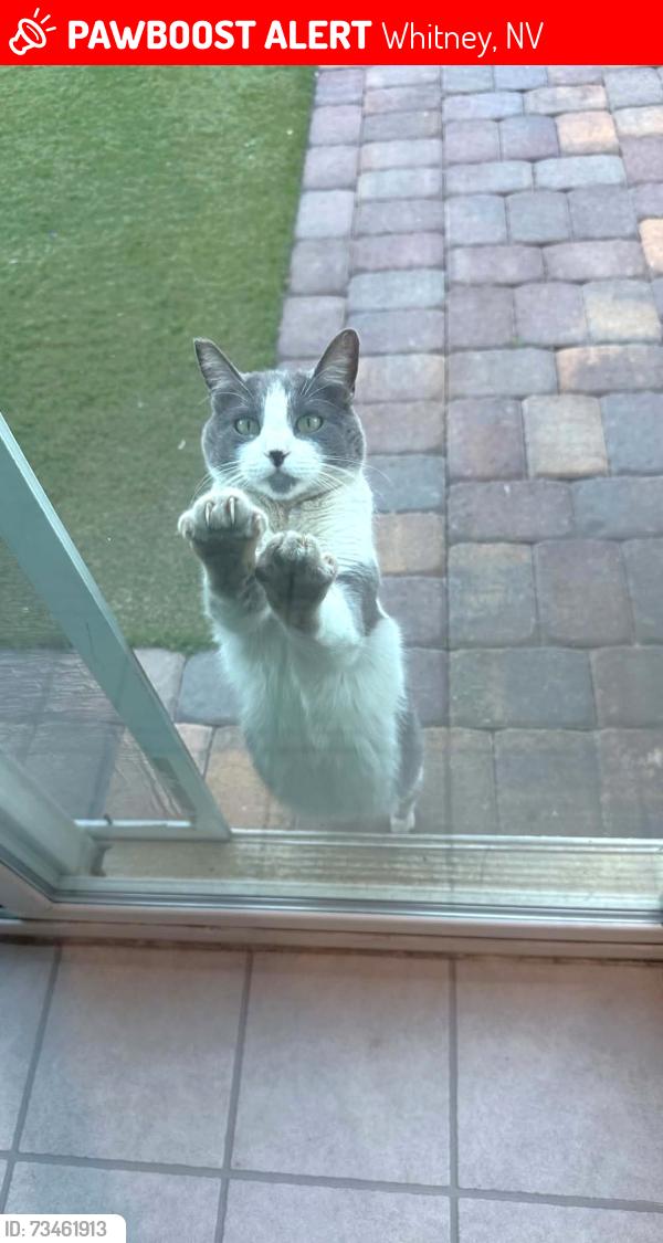 Lost Female Cat last seen Dodd Street/Forest Archer ( intersection of Steptoe and Dodd), Whitney, NV 89122