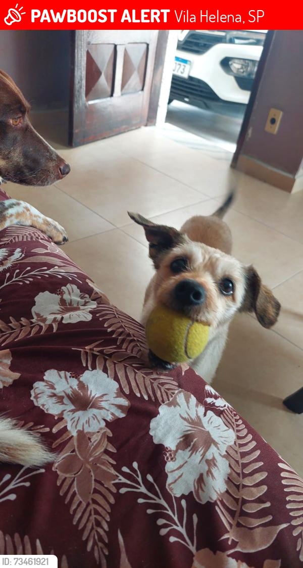 Lost Female Dog last seen Próximo ao largo paissandu vila pires, Vila Helena, SP 