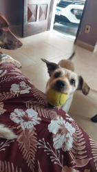 Lost Female Dog last seen Próximo ao largo paissandu vila pires, Vila Helena, SP 