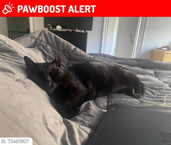 Lost Male Cat last seen Lakeshore road, Mississauga, ON L5E 0A6