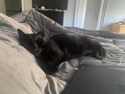 Lost Male Cat last seen Lakeshore road, Mississauga, ON L5E 0A6