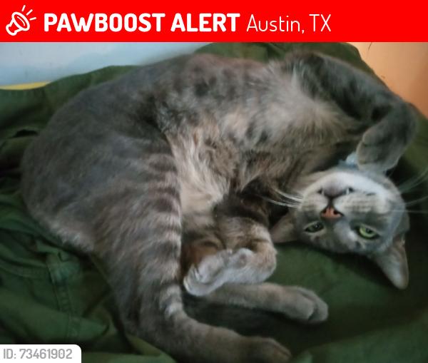 Lost Male Cat last seen Mountain View/Hudson Bend area North of Lakeway, Austin, TX 78734