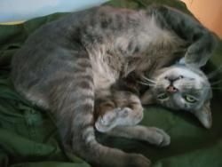 Lost Male Cat last seen Mountain View/Hudson Bend area North of Lakeway, Austin, TX 78734