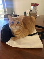 Reunited Male Cat last seen Old Mill Rd, Aberdeen Rd, Impala Ave, Domino Pl, High Point, NC 27265
