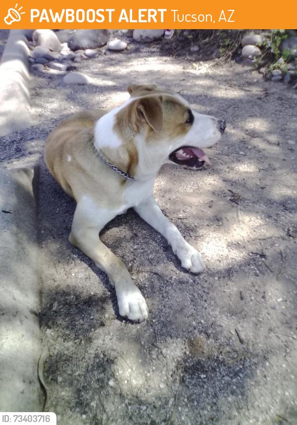 Found/Stray Male Dog last seen Delano, Tucson, AZ 85705