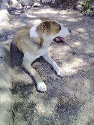 Found/Stray Male Dog last seen Delano, Tucson, AZ 85705