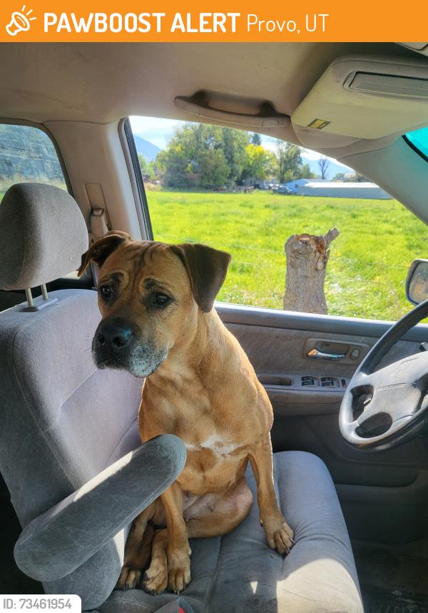 Found/Stray Female Dog last seen Geneva road and 1680 N, Provo, UT 84601