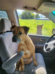 Found/Stray Female Dog last seen Geneva road and 1680 N, Provo, UT 84601