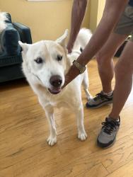 Reunited Female Dog last seen Green spring and Evergreen Canyon Dr, Las Vegas, NV 89134