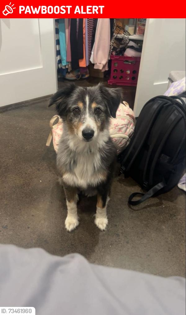 Lost Female Dog last seen FM 859, edgewood tx, Van Zandt County, TX 75117