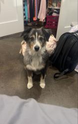 Lost Female Dog last seen FM 859, edgewood tx, Van Zandt County, TX 75117