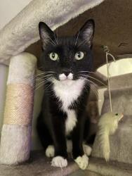 Lost Female Cat last seen Sunset and Foothill, Monrovia, CA 91016