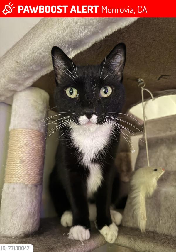 Lost Female Cat last seen Sunset and Foothill, Monrovia, CA 91016