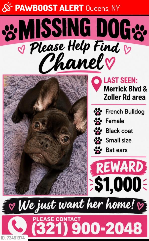 Lost Female Dog last seen merrick and cooler rd, Queens, NY 11434