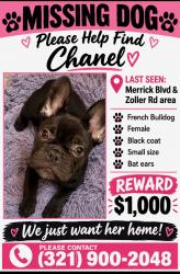 Lost Female Dog last seen merrick and cooler rd, Queens, NY 11434