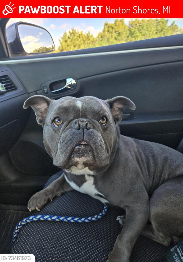 Lost Male Dog last seen Norton and Seaway, Norton Shores, MI 49444