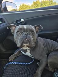 Lost Male Dog last seen Norton and Seaway, Norton Shores, MI 49444