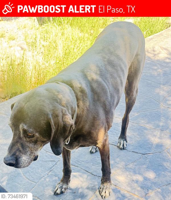 Lost Male Dog last seen Montoya Dr., El Paso, TX 79932