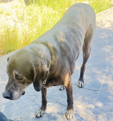 Lost Male Dog last seen Montoya Dr., El Paso, TX 79932