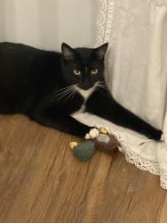 Lost Male Cat last seen TN Welcome Center rest area parking lot at mile marker 267, Lancaster, TN 38560