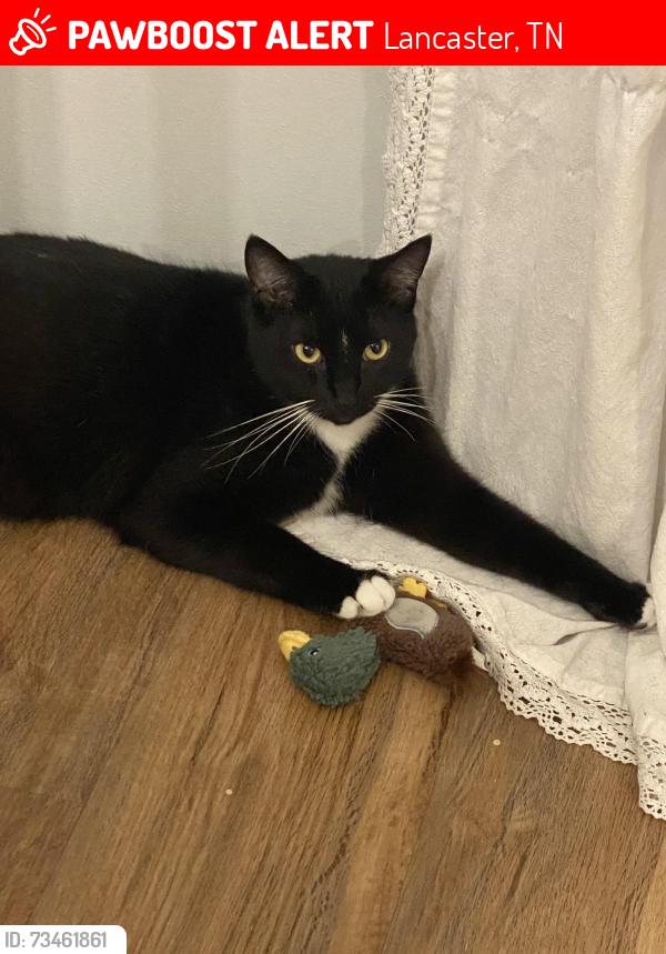 Lost Male Cat last seen TN Welcome Center rest area parking lot at mile marker 267, Lancaster, TN 38560