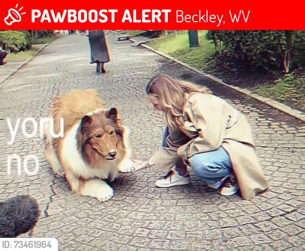 Lost Unknown Dog last seen The Old hosp on College Hill, Beckley, WV 25801