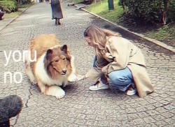 Lost Unknown Dog last seen The Old hosp on College Hill, Beckley, WV 25801