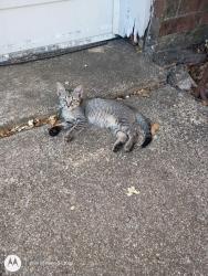 Lost Female Cat last seen Brookhaven and Whitehurst Drive ft.worth,Tx 76133, Marietta, GA 30062