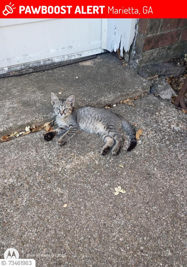 Lost Female Cat last seen Brookhaven and Whitehurst Drive ft.worth,Tx 76133, Marietta, GA 30062