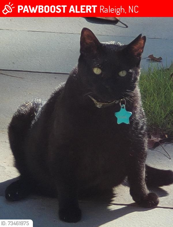 Lost Male Cat last seen Pineview and Arlington, Raleigh, NC 27608