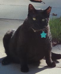 Lost Male Cat last seen Pineview and Arlington, Raleigh, NC 27608