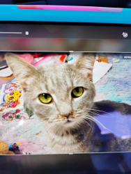 Lost Male Cat last seen near the Casey's gas station, Fowler, IN 47944