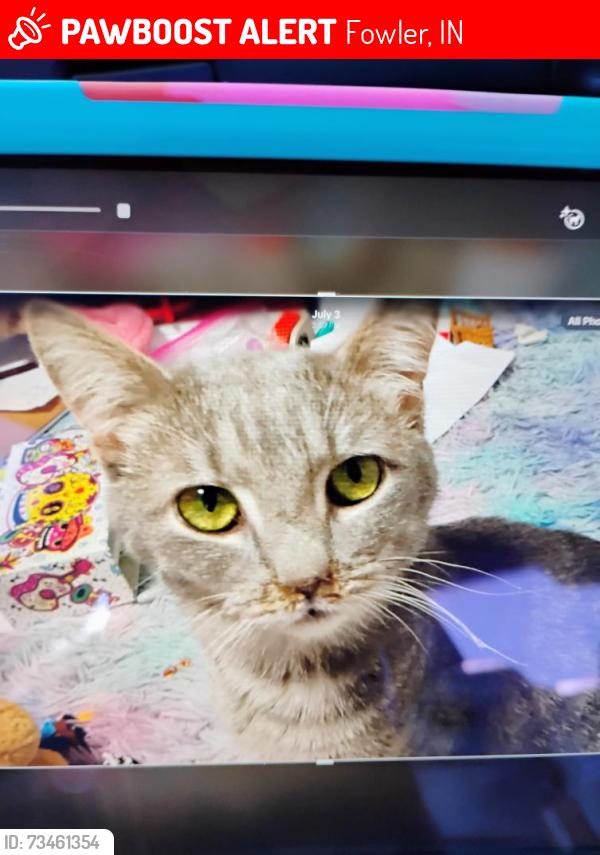 Lost Male Cat last seen near the Casey's gas station, Fowler, IN 47944