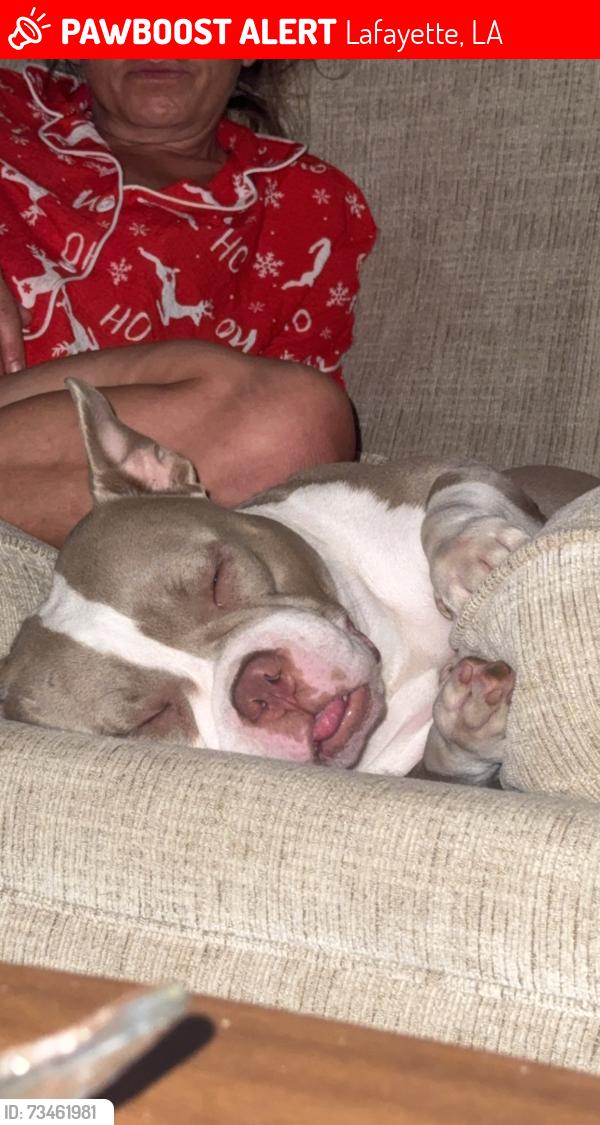 Lost Female Dog last seen Mudd Ave, n sterling st, simcoe, Lafayette, LA 70501