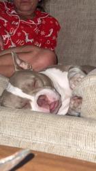 Lost Female Dog last seen Mudd Ave, n sterling st, simcoe, Lafayette, LA 70501