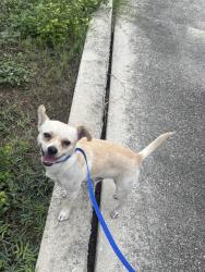 Found/Stray Male Dog last seen Satellite Place, San Antonio, TX 78252