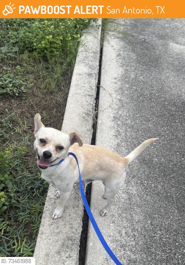Found/Stray Male Dog last seen Satellite Place, San Antonio, TX 78252