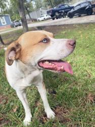 Found/Stray Male Dog last seen Kuykendahl and huffsmith, Harris County, TX 77389