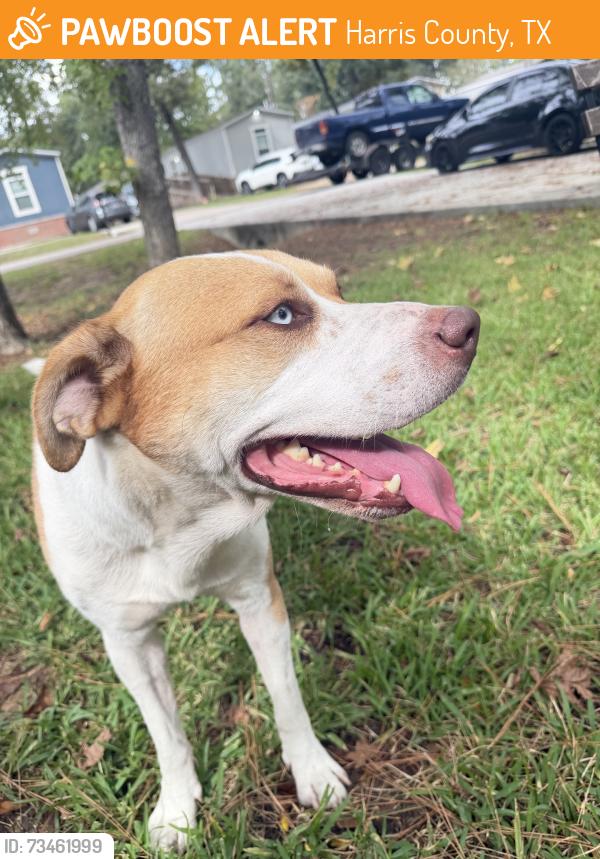 Found/Stray Male Dog last seen Kuykendahl and huffsmith, Harris County, TX 77389