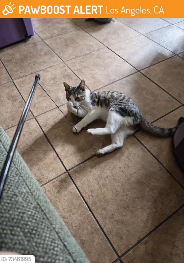 Found/Stray Male Cat last seen S. Pacific & Myler Ft Mac, Los Angeles, CA 90731
