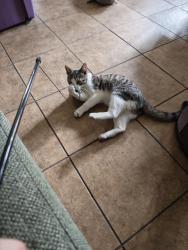 Found/Stray Male Cat last seen S. Pacific & Myler Ft Mac, Los Angeles, CA 90731